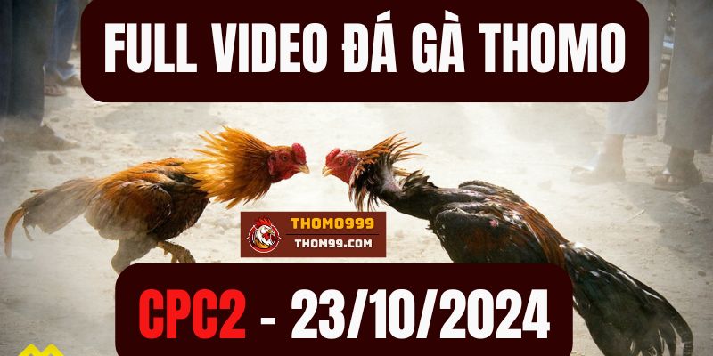 Đá gà Thomo cpc2 tại thomo999