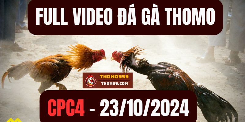 Đá gà thomo CPC4 tại Thomo999