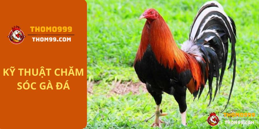 Thomo999 kỹ thuật chăm sóc gà đá