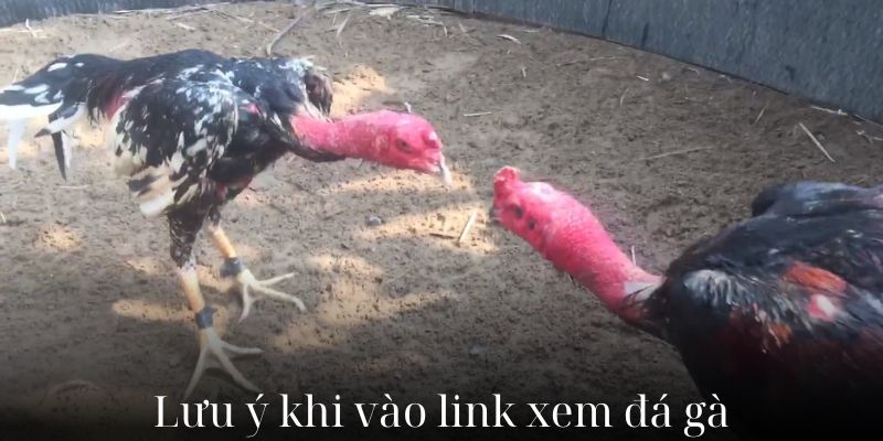 Lưu ý gì khi vào link xem đá gà?