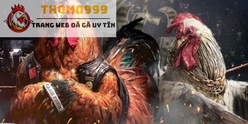 Đá gà cựa sắt là gi?