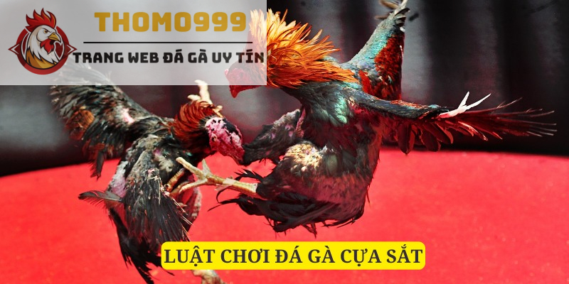 Quy tắc thi đấu của đá gà cựa sắt